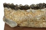 Fossil Titanothere (Megacerops) Jaw - South Dakota #228176-7